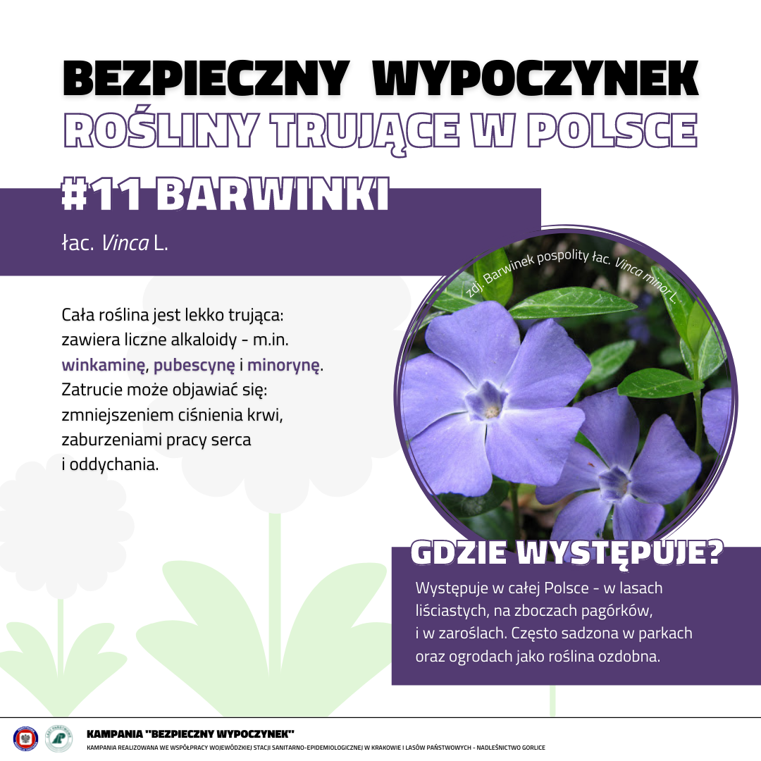 Rośliny trujące 11 BARWINKI