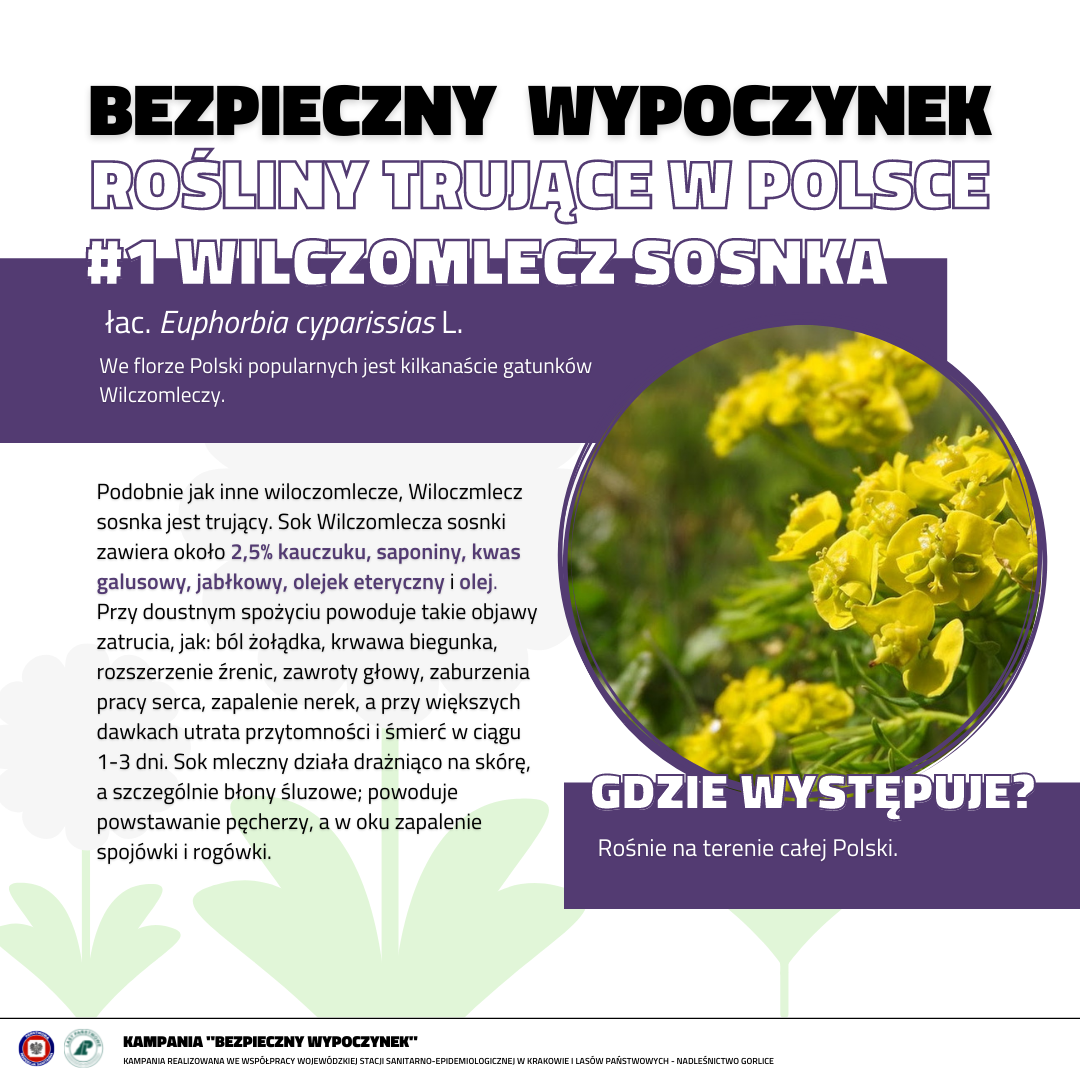 Rośliny trujące 1- WILCZOMLECZ SOSNKA