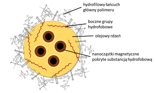 Schemat magnetycznej kapsuły opartej na ciekłym rdzeniu stabilizowanym amfifilowym polimerem szczepionym