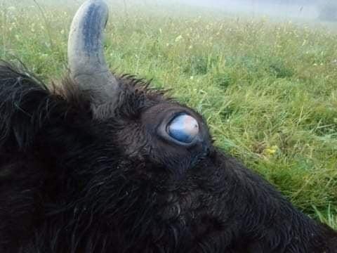 Fot. Damian Kuzdak , chory żubr z uwydatnioną gałką oczną