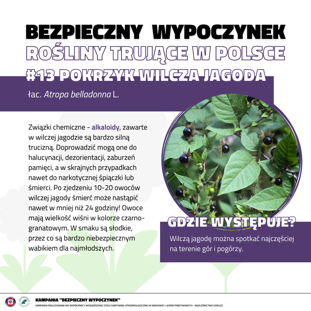 Rośliny trujące 13 POKRZYK WILCZA JAGODA