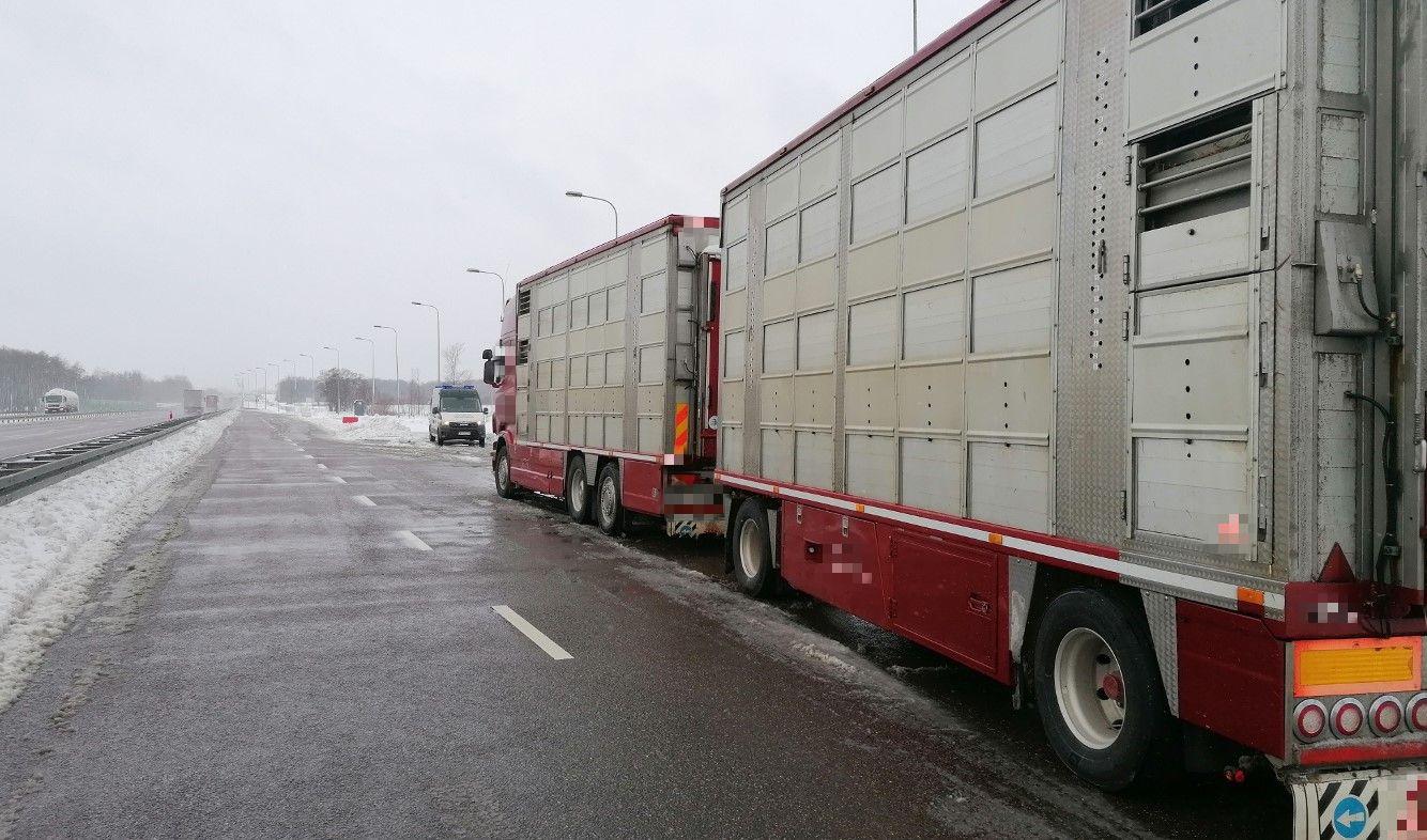 Ciężarówka przewożąca bydło zatrzymana do kontroli przez patrol ITD.