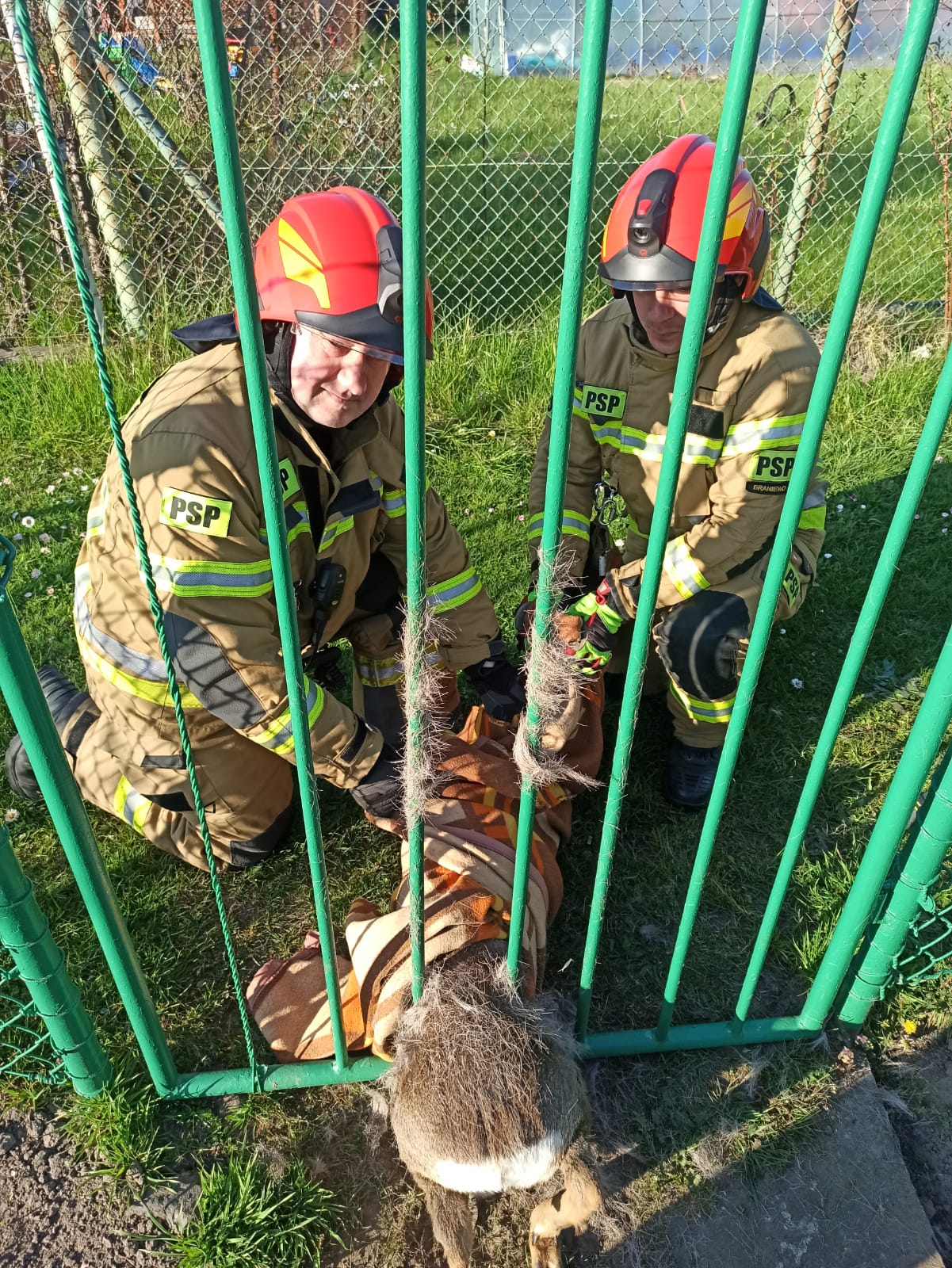 Zwierzę utknęło między szczeblami ogrodzenia