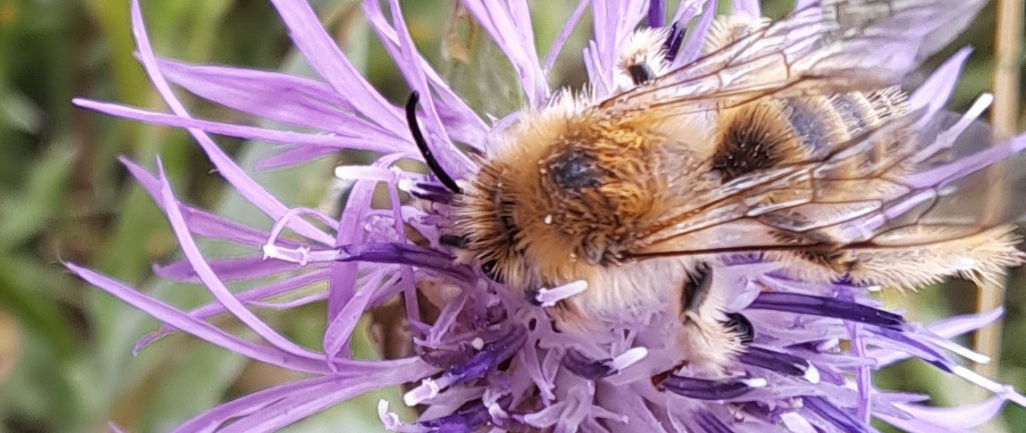 Obrostka letnia