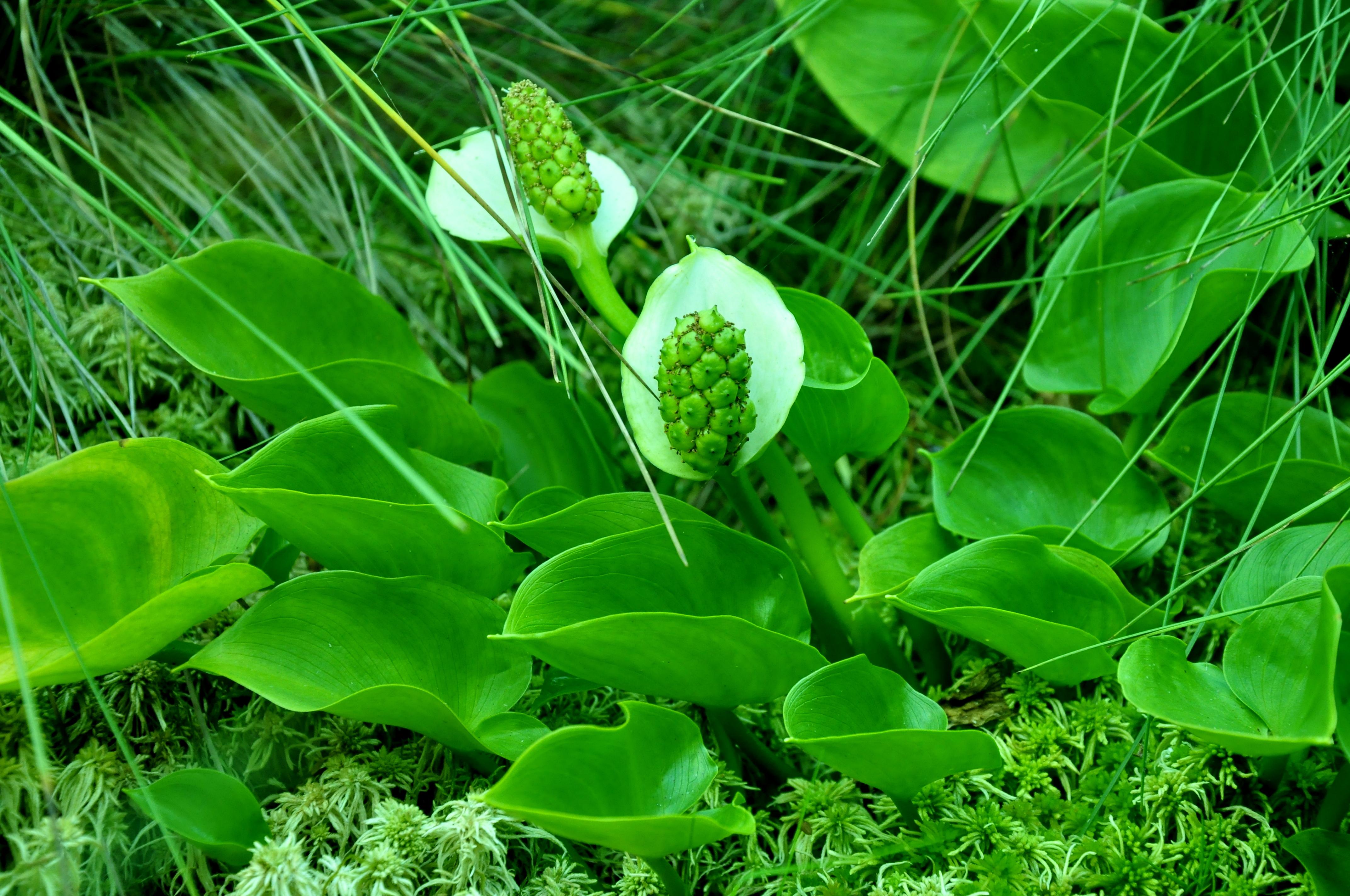 Projektowany rezerwat przyrody Brzozowe Bagno