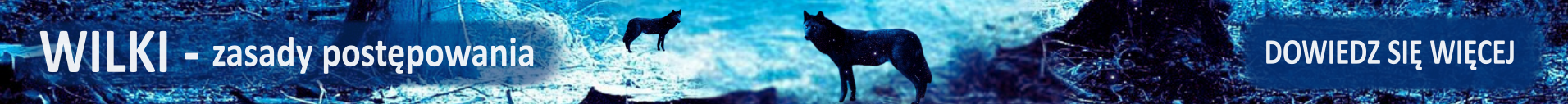 WILKI - zasady postępowania
