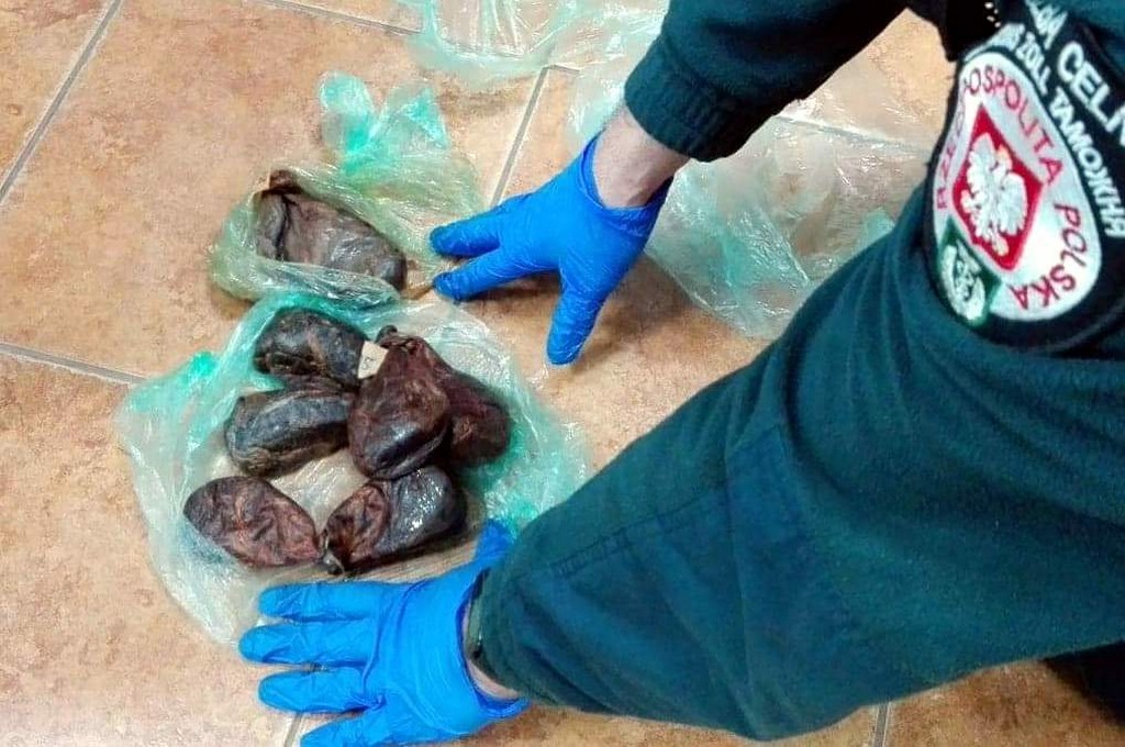 Gruczoły bobra europejskiego