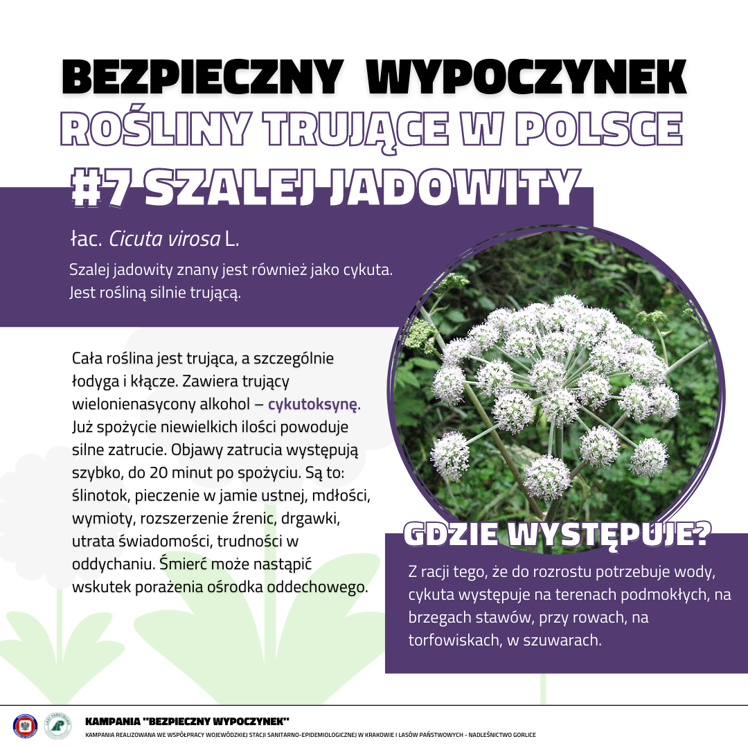 Rośliny trujące 7 ZALEJ JADOWITY