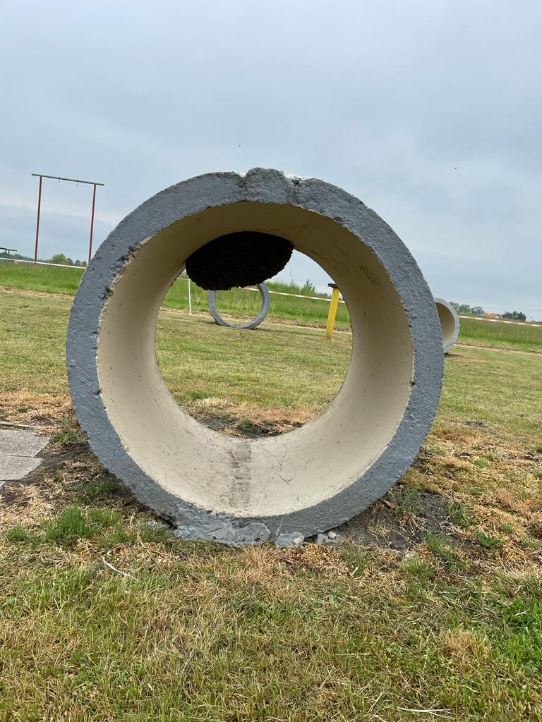 Roje pszczół – działania strażaków