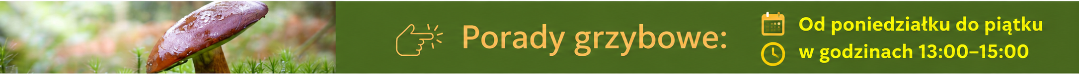 Porady grzybowe. Od poniedziałku do piątku w godzinach 13:00–15:00