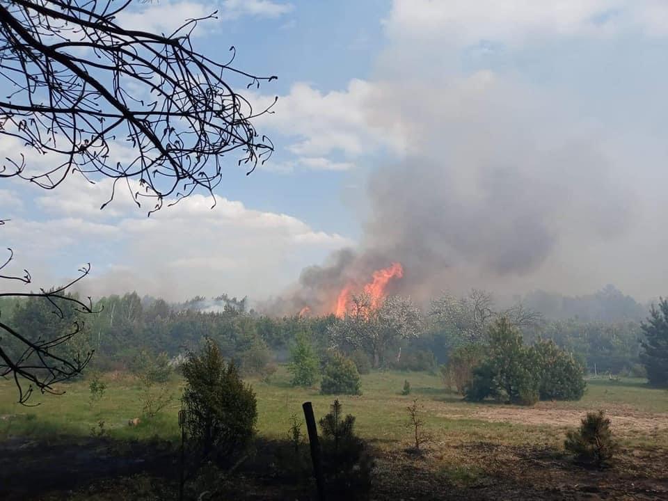 Widok na las z którego widoczne są płomienie pożaru