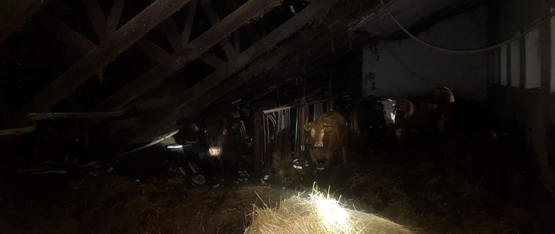 Zawalona konstrukcja dachu do środka obory, wewnątrz widać bydło.