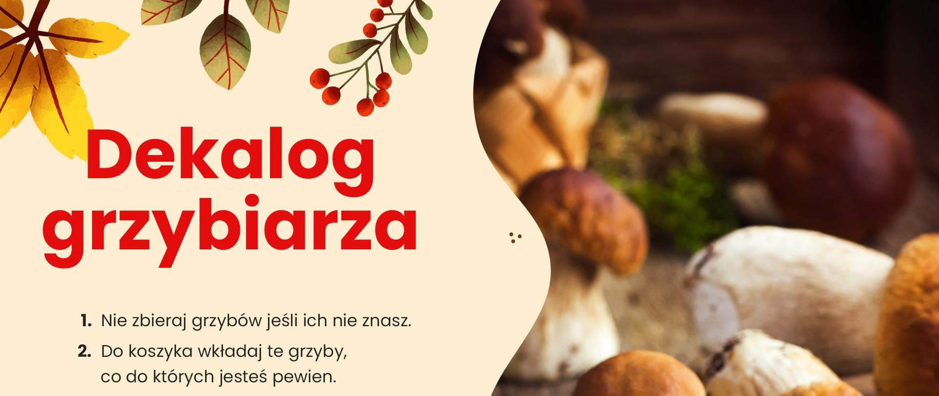 dekalog grzybiarza