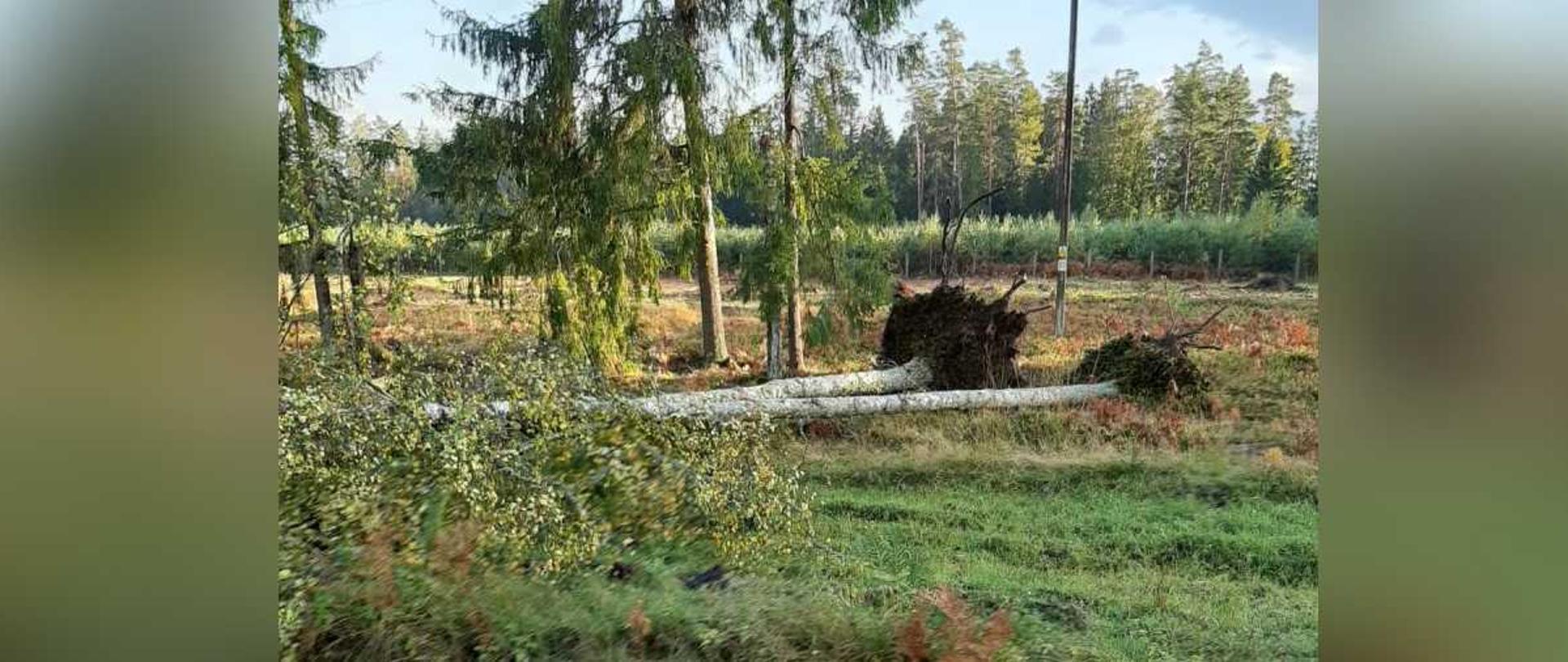 Dwa drzewa wyrwane z korzeniami leżące przy torach.