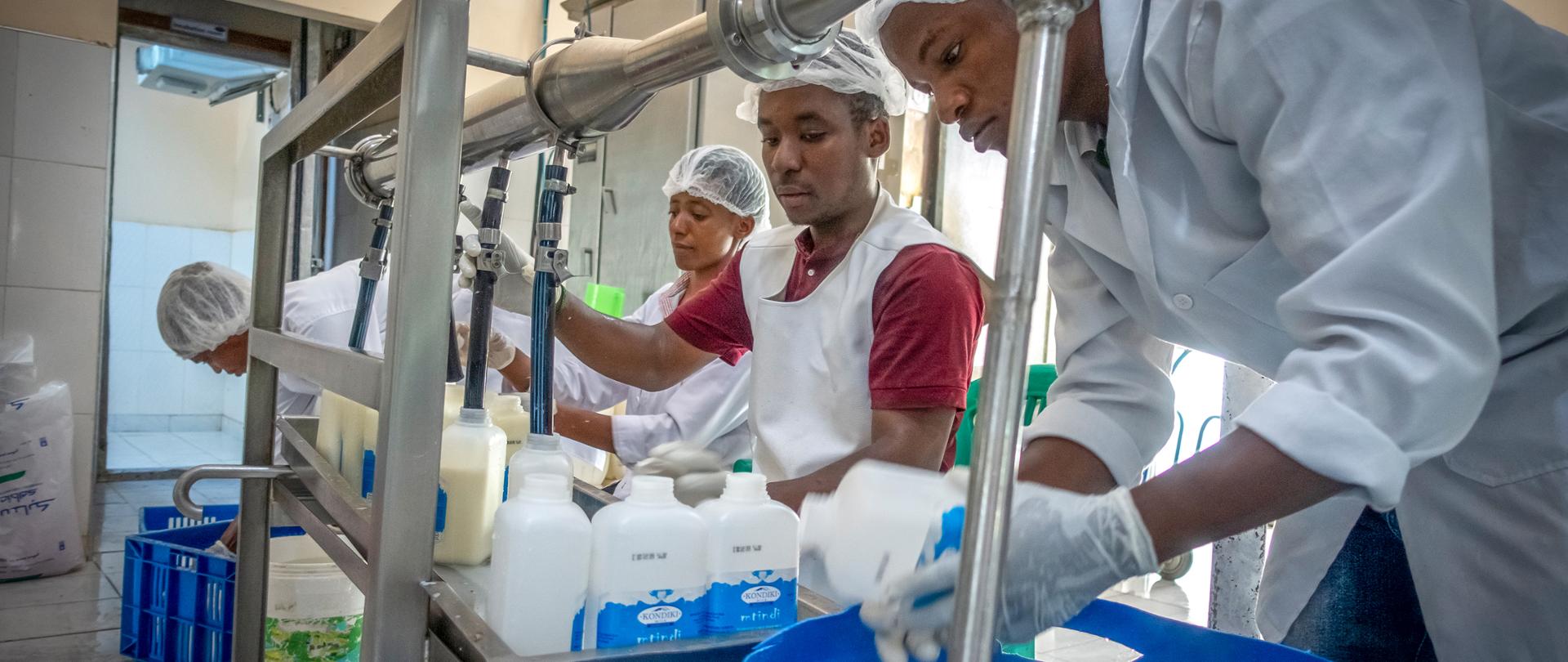 Pracownicy mleczarni stoją przy linii produkcyjnej i napełniają pojemniki mlekiem