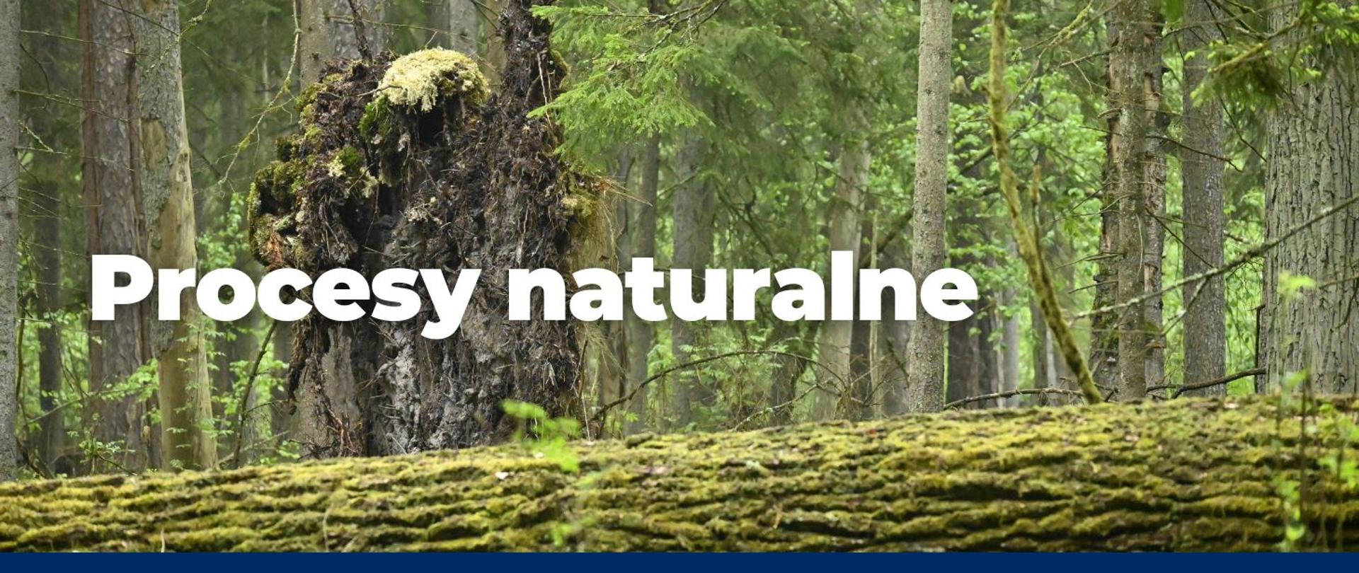 Widok gęstego lasu z dużym powalonym drzewem na pierwszym planie. U podstawy drzewa widoczny jest system korzeni pokryty mchem i ziemią. W tle stoją liczne smukłe drzewa oraz bujna zielona roślinność podszytu, sugerująca wilgotne środowisko lasu umiarkowanego.
