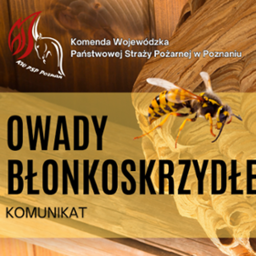 Kokon os obok znak PSP i napisy na żółtym tle.