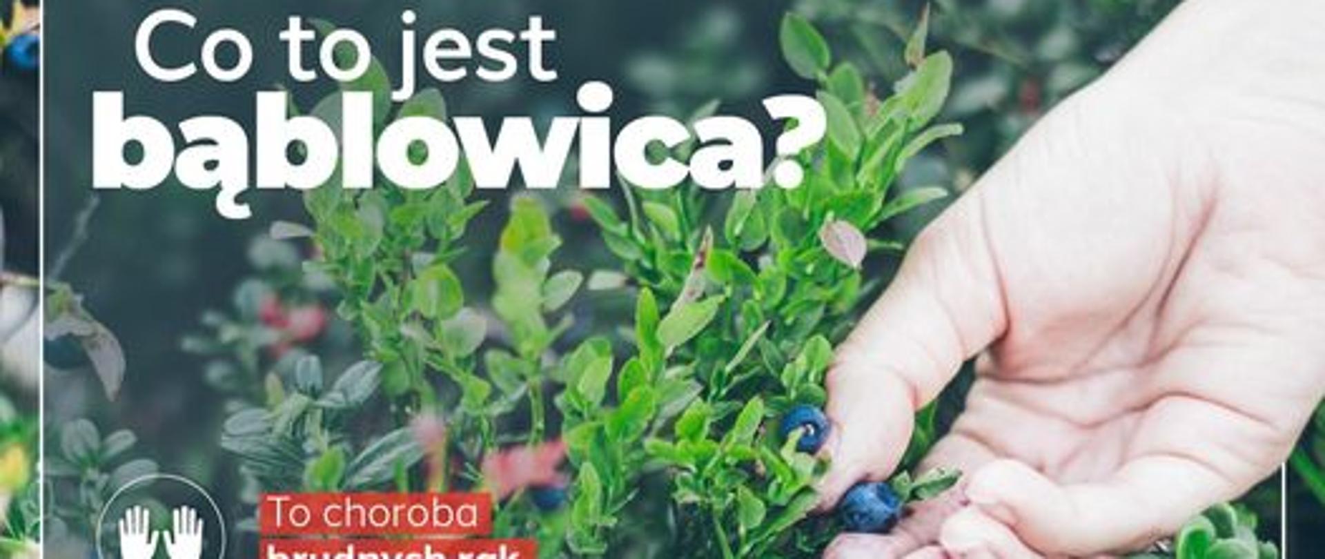 Uważaj na bąblowicę
