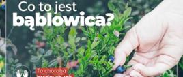 Uważaj na bąblowicę - format panorama