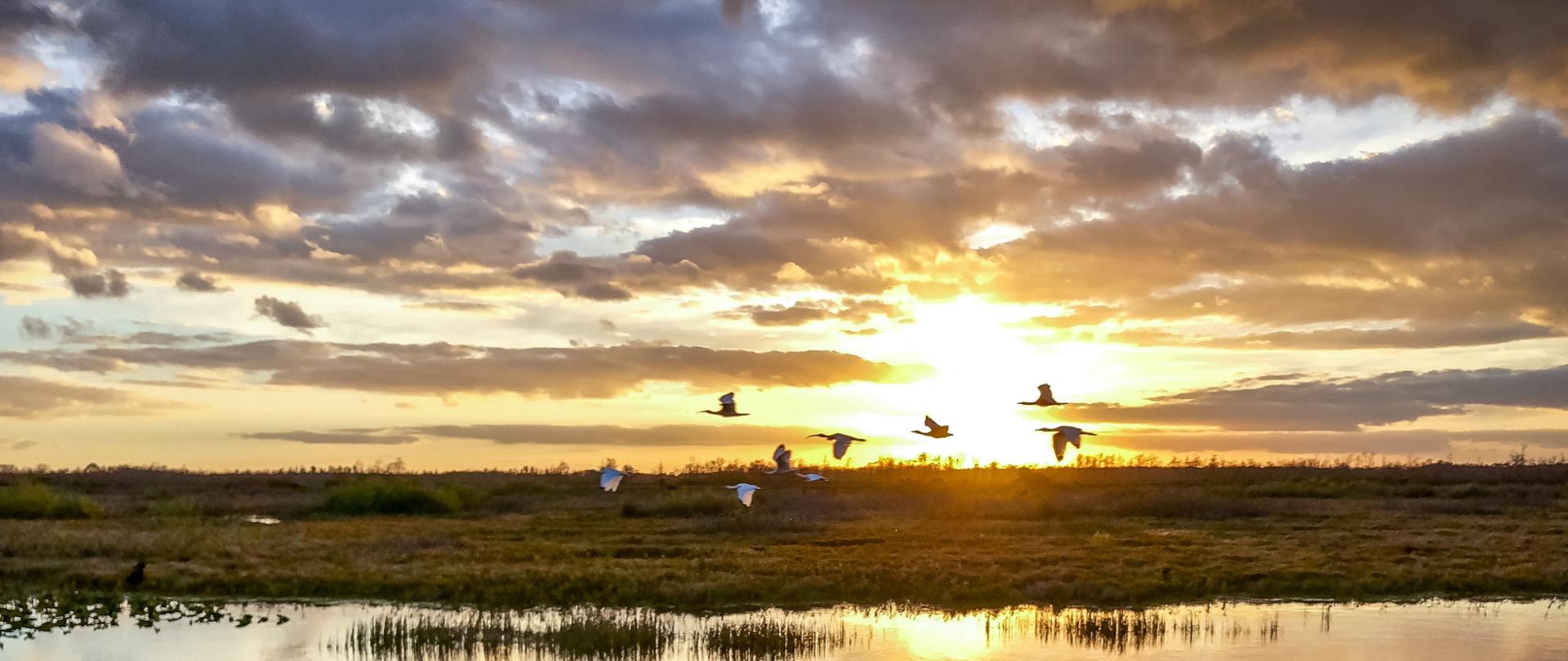 Zachód słońca. Przelot ptaków nad mokradałami.