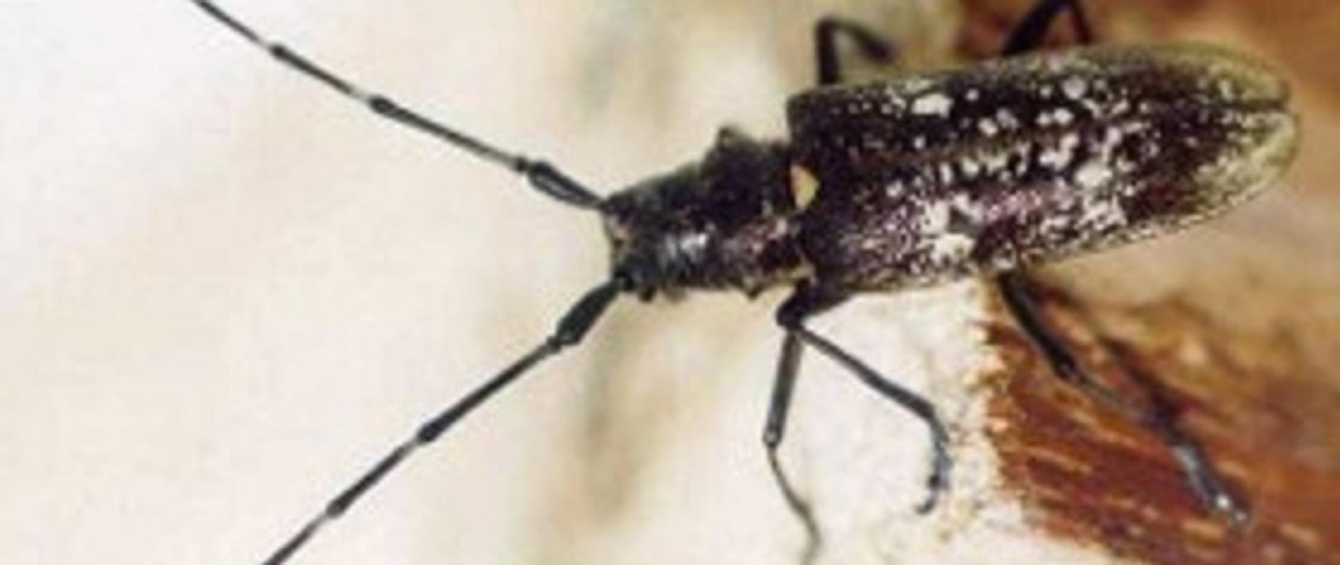 Chrząszcz długości około 2,5 cm o ciemnym ubarwieniu z nieregularnymi jaśniejszymi plamami. Ma bardzo długie czułki.