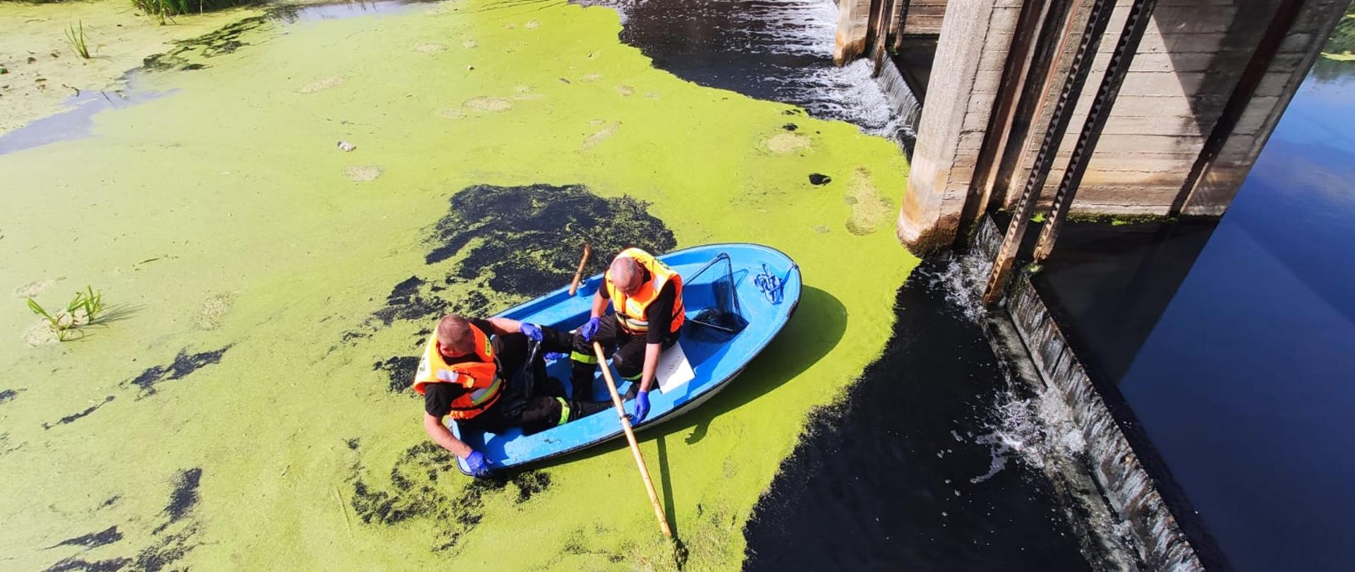 Zdjęcie przedstawia strażaków w łodzi wiosłowej, dokonujących połowu śnietych ryb. Zdjęcie wykonane w okolicy jazu na północnym kanale Obry.