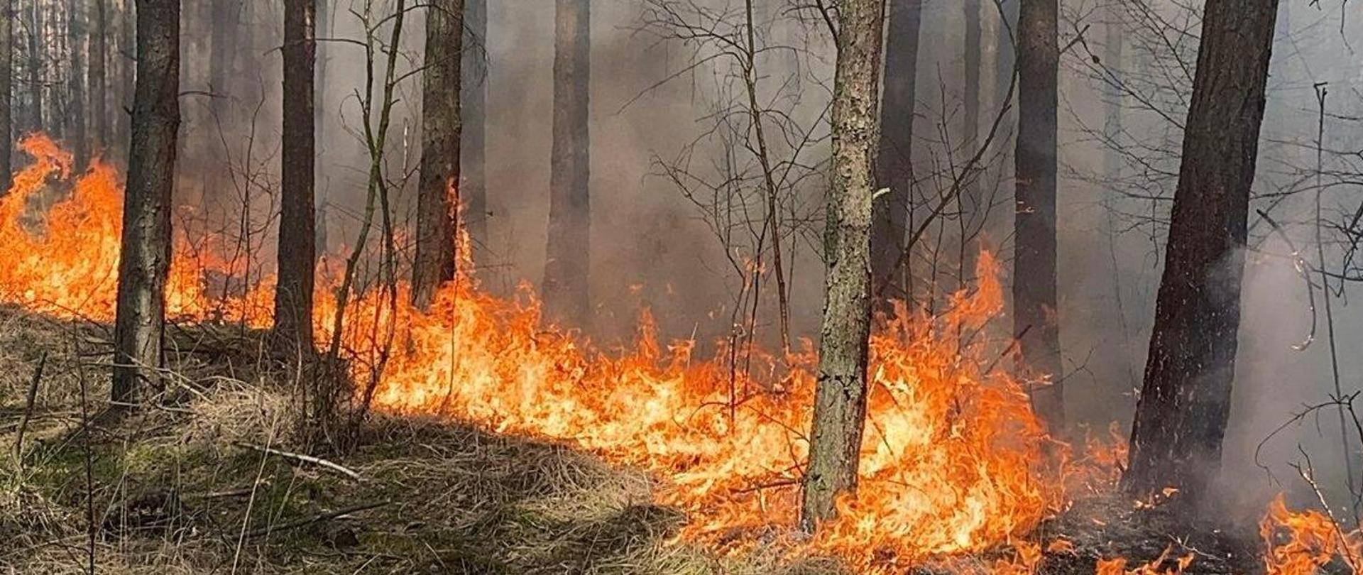 Las, w którym pali się ściółka leśna widać płomienie między drzewami i unoszący się dym