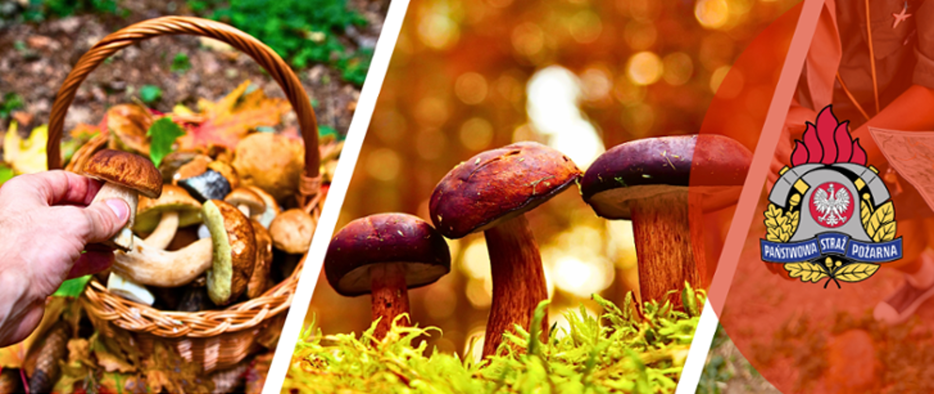 Idziesz na grzyby? Pamiętaj o bezpieczeństwie!