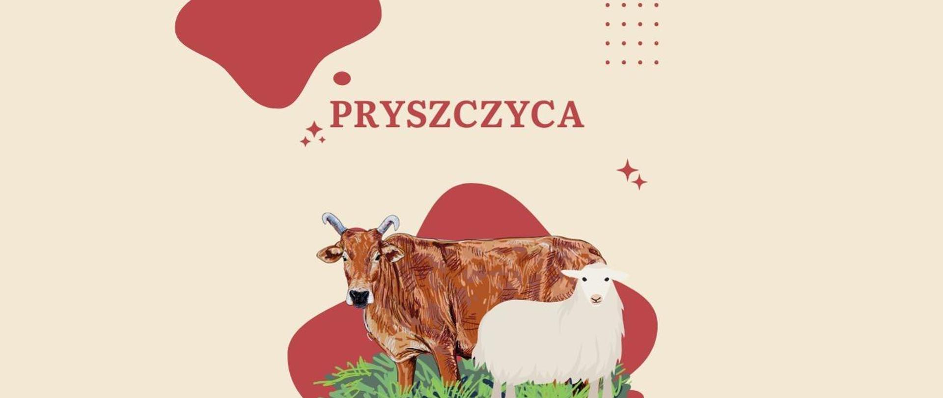 Pryszczyca 2025