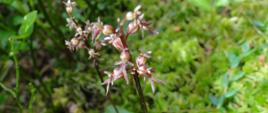 Listera sercowata Neottia cordata