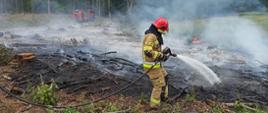 Pożar lasu w pobliżu miejscowości Buczek w powiecie białogardzkim. Zdjęcie przedstawia wypalony zrąb i gaszącego zarzewia ognia prądem wodnym strażaka w umundurowaniu specjalnym. W głębi zdjęcia samochód strażacki i strażak w umundurowaniu specjalnym