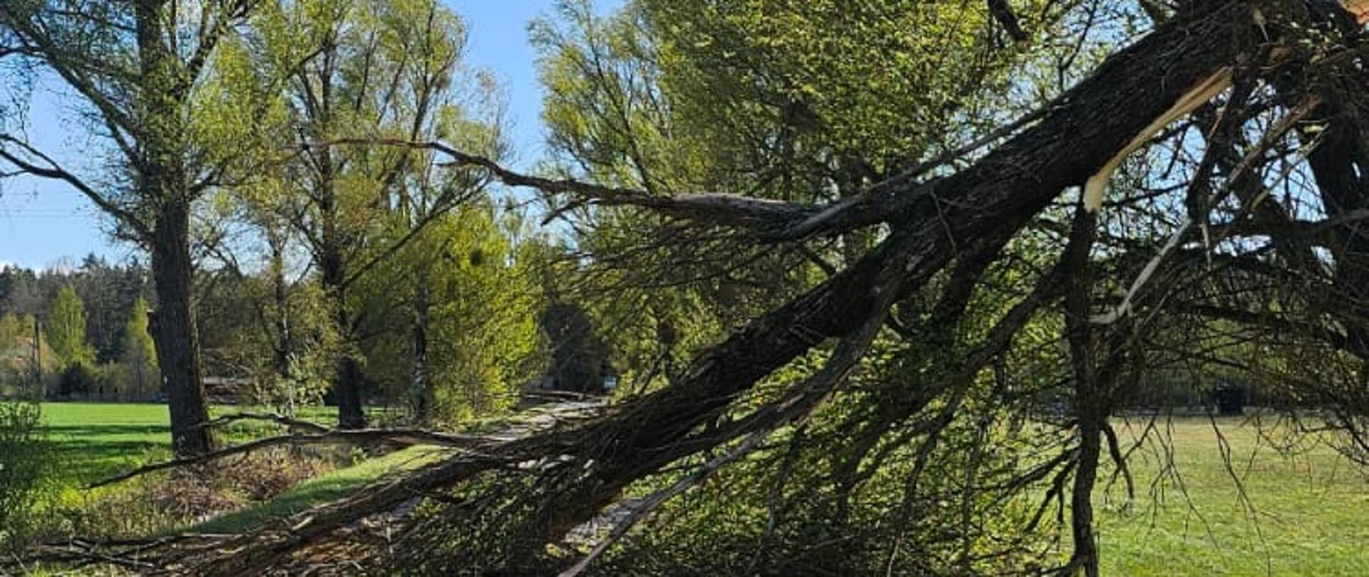Skutki silnego wiatru w powiecie hajnowskim