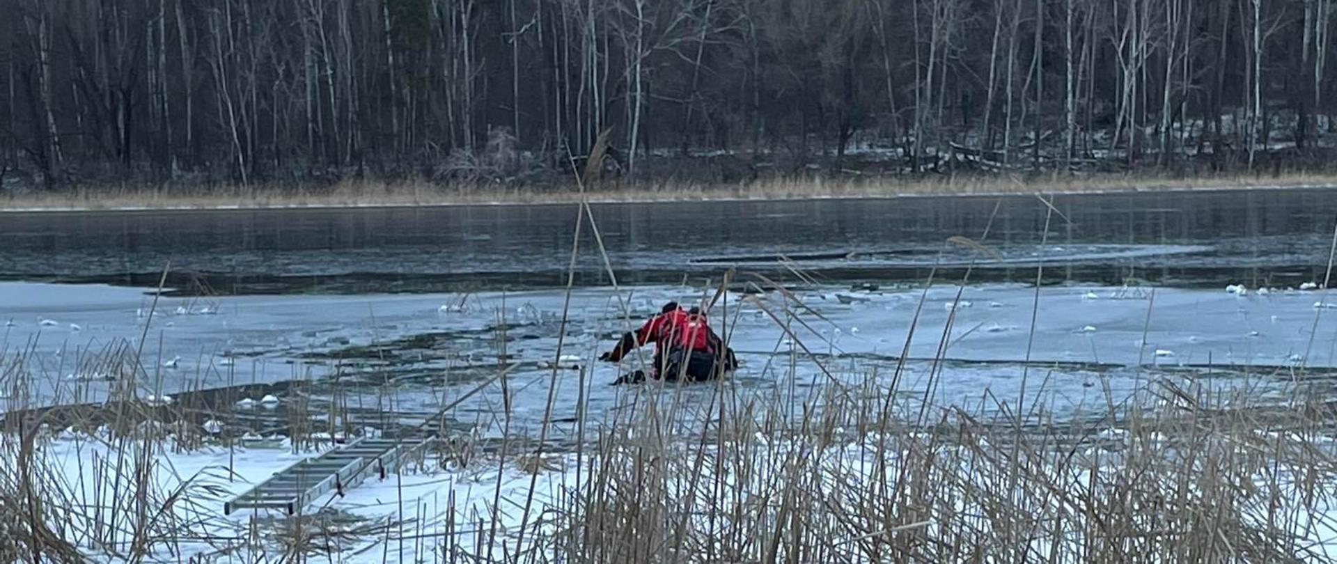 Zdjęcie przedstawia strażaków na desce lodowej na zbiorniku wodnym. Strażacy na lodzie ratują psa i sarnę pod którymi zarwał się lód. 