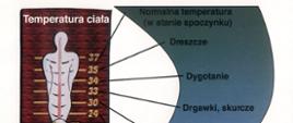 Grafika przedstawiająca reakcję organizmu na obniżanie temperatury ciała - dreszcze, dygotanie, drgawki i skurcze, utrata przytomności, migotanie serca