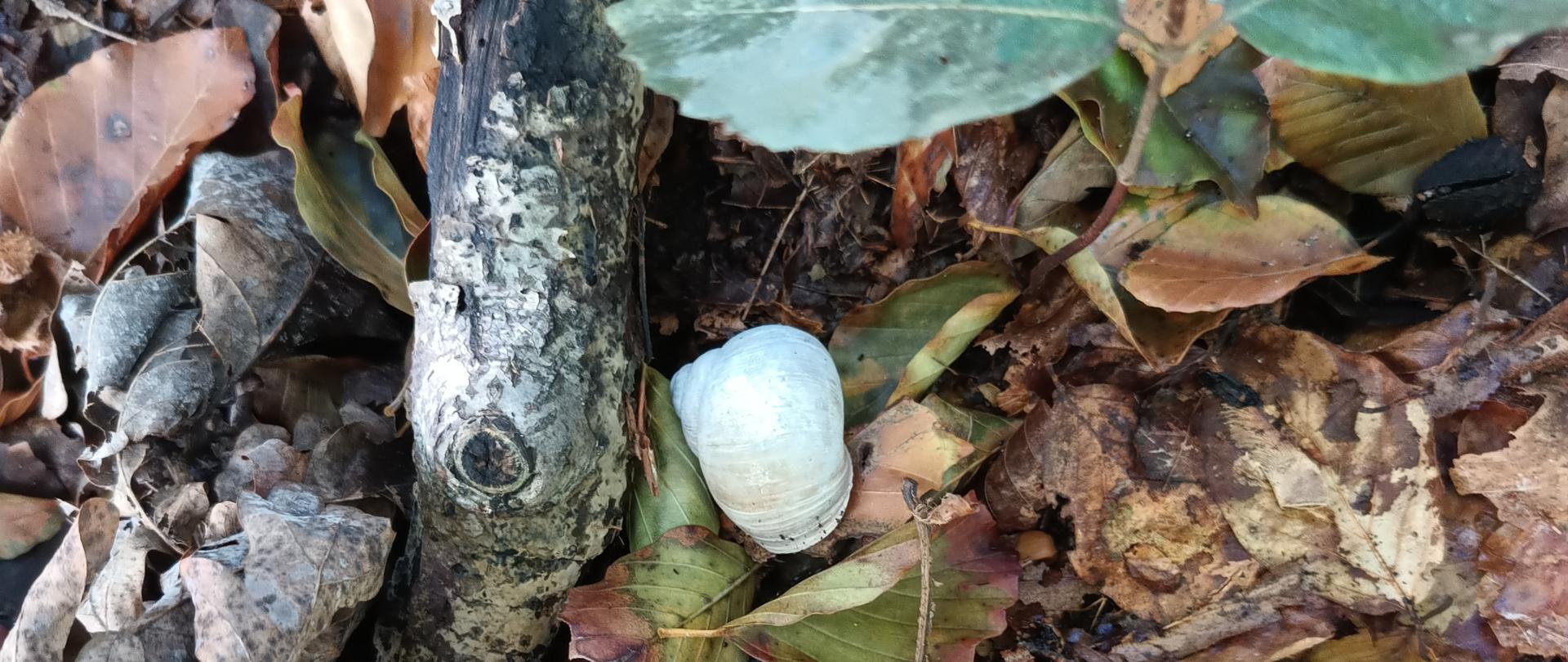 Ślimak Winniczek - Ustronie