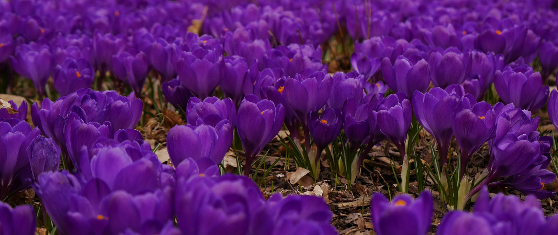 Zdjęcie przedstawia dywan fioletowych krokusów. Autor Ewelina Zielińska