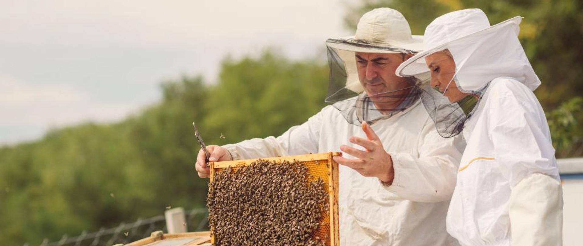 Pracujący w pasiece pszczelarze