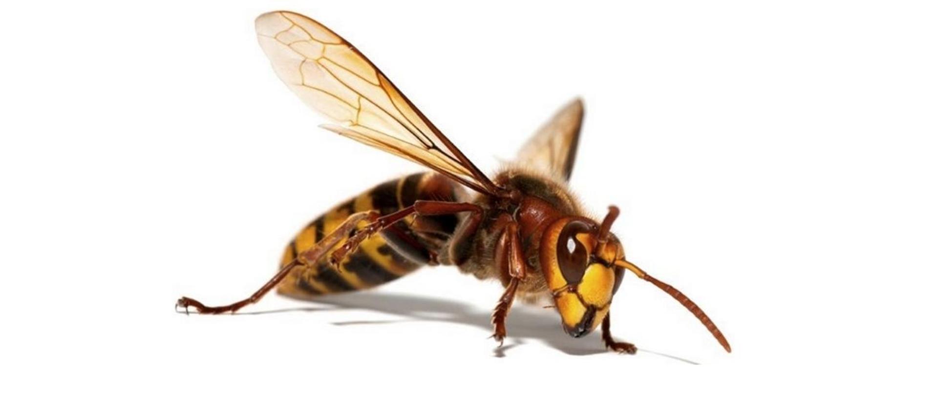 Owady_błonkoskrzydłe_zdjęcie