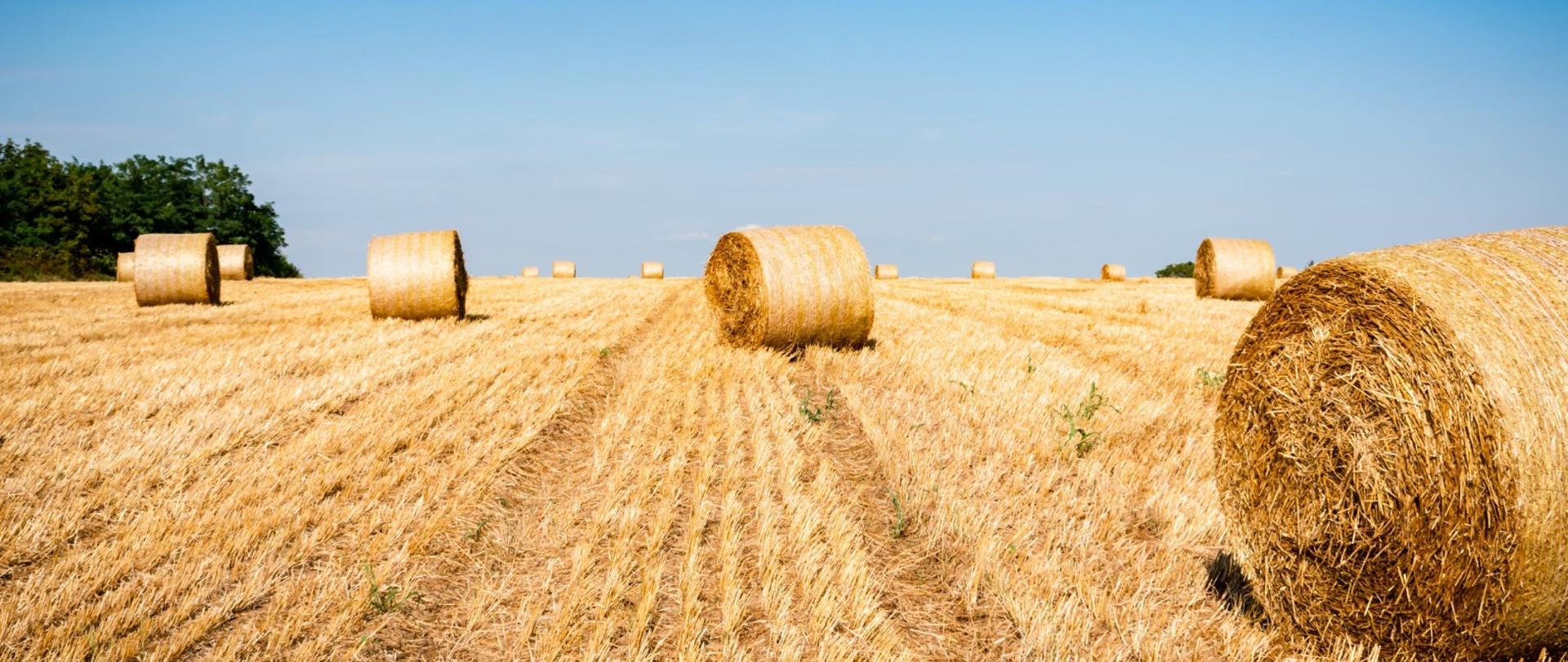 Żniwa- na zdjęciu widać pole i baloty siana
