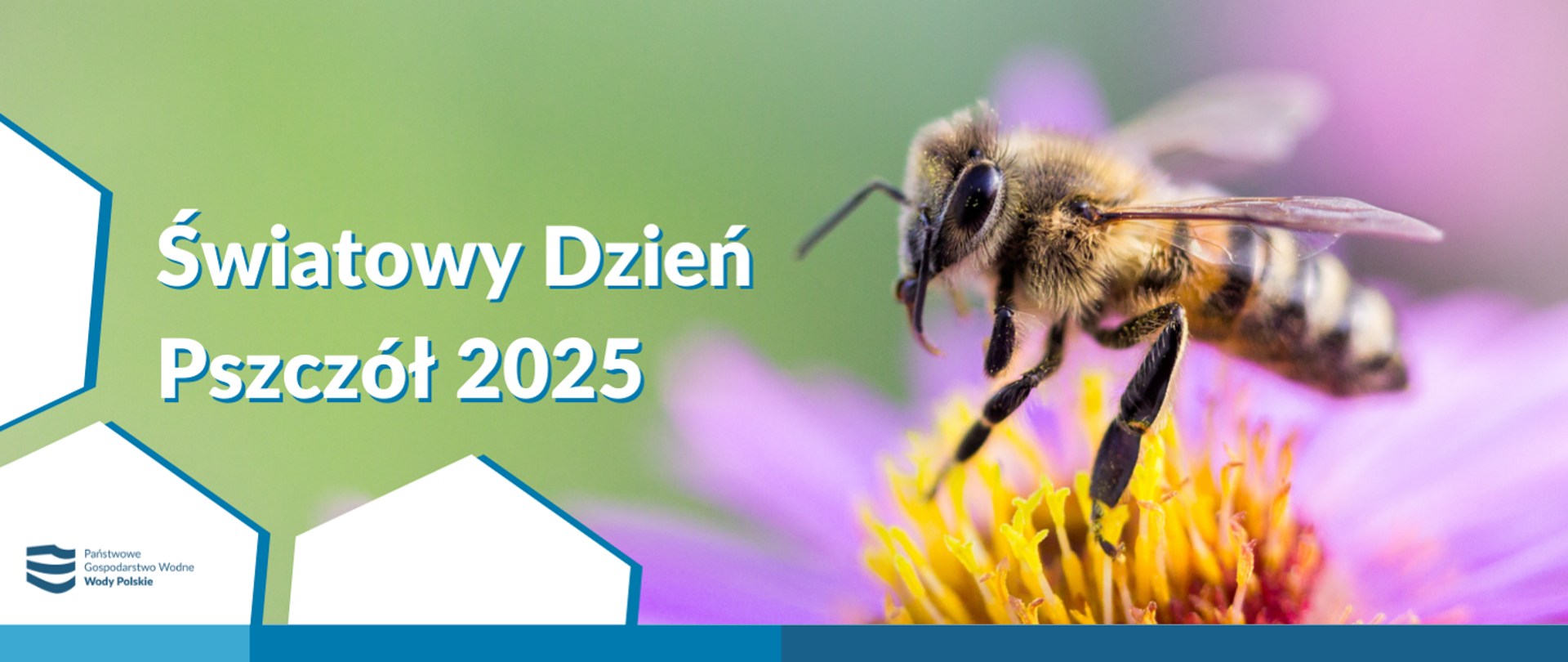 Plakat z okazji Światowego Dnia Pszczół 2025 przedstawia pszczołę na kwiatku. Po lewej stornie napis Światowy Dzień Pszczół 2025 oraz logo Wód Polskich umiejscowione na plastrze miodu