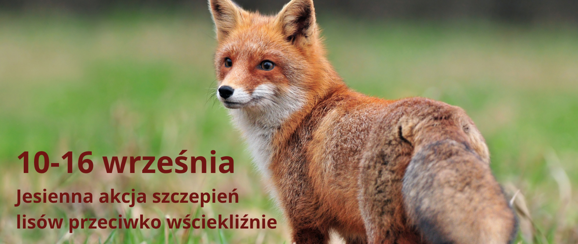 Grafika przedstawia lisa oraz napis 10-16 września jesienna akcja Szczepienia lisów przeciwko wściekliźnie
