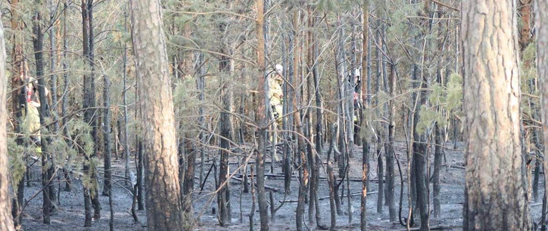 Spalony las, w tle strażacy