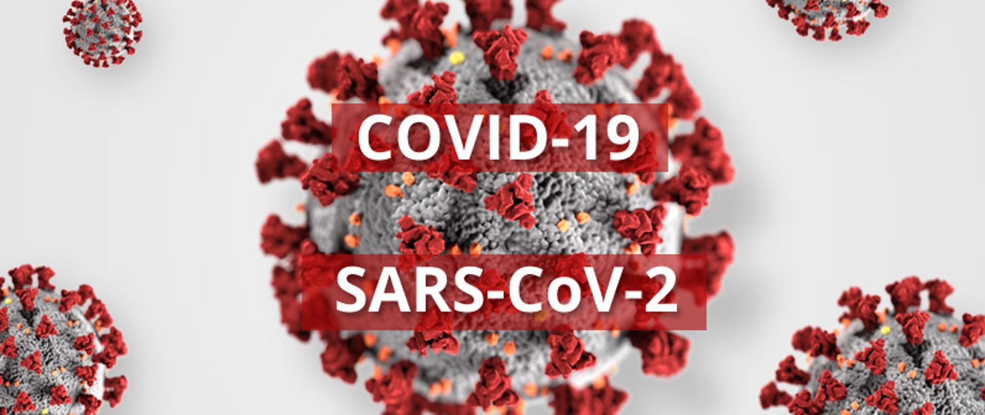 Koronawikus pod mikroskopem infografika