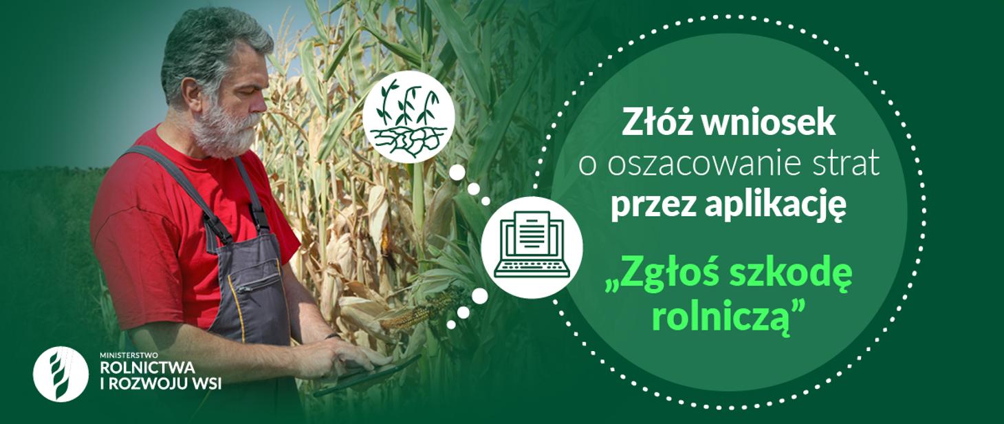 Susza - rolnik przed polem kukurydzy