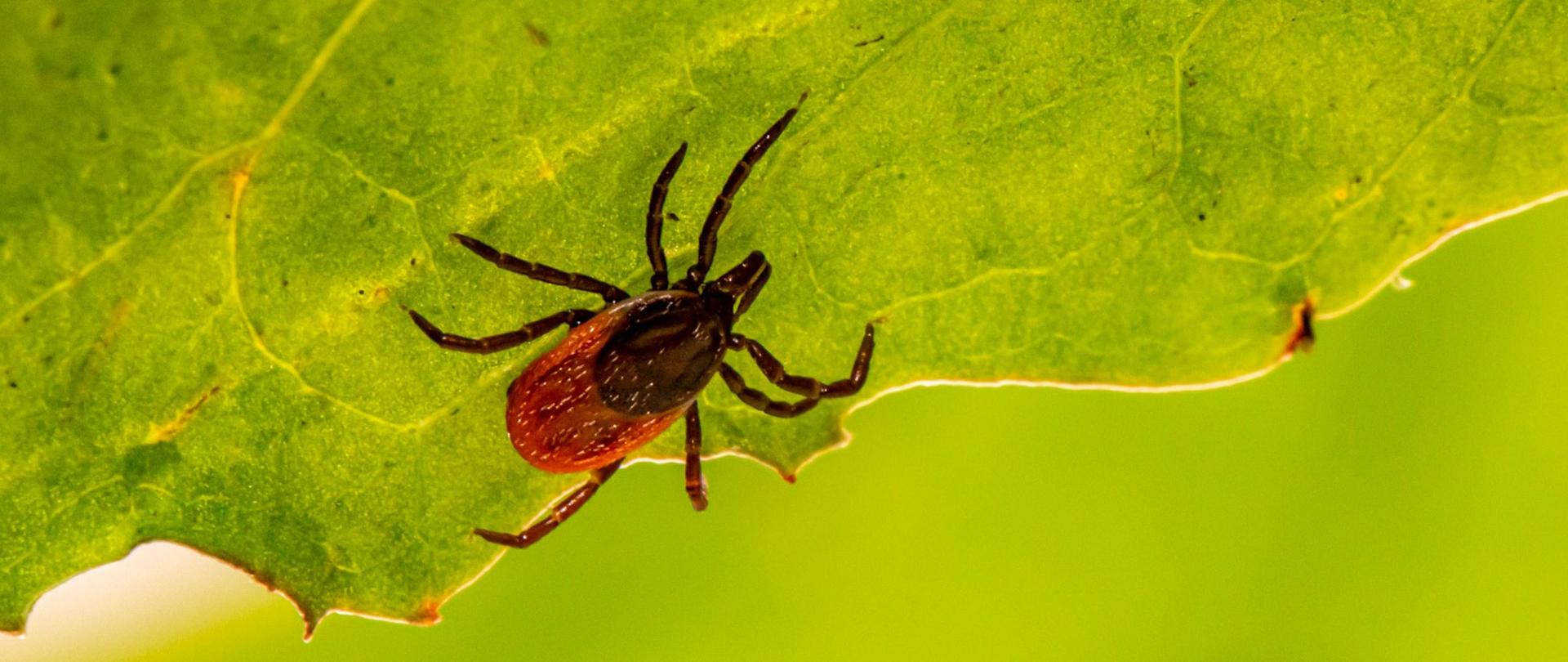 Czarno-czerwony kleszcz idący po zielonym liściu.