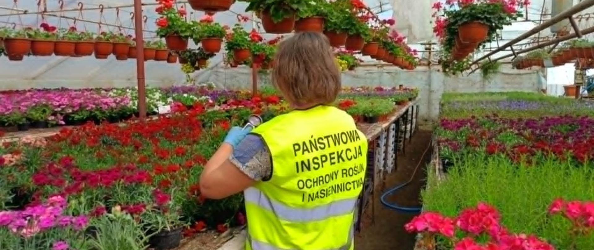 Pracownik Wojewódzkiego Inspektoratu Ochrony Roślin i Nasiennictwa w Kielcach Oddział w Sandomierzu stoi przed stołem z doniczkowymi roślinami ozdobnymi i przygląda się przez lupę roślinom. 