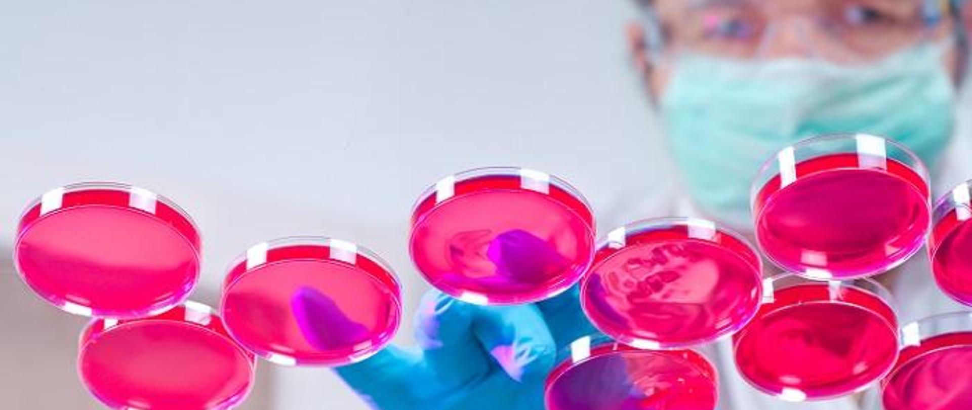 Naukowiec w masce ogląda szalki z koloniami bakterii