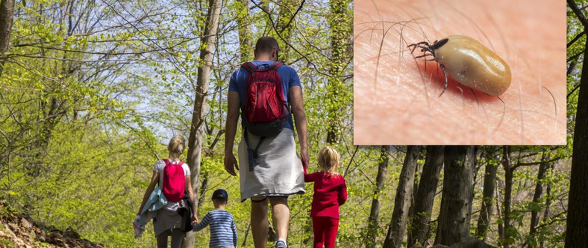 Kleszcz jak wygląda