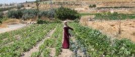Palestine, drip irrigation system in home gardens. 