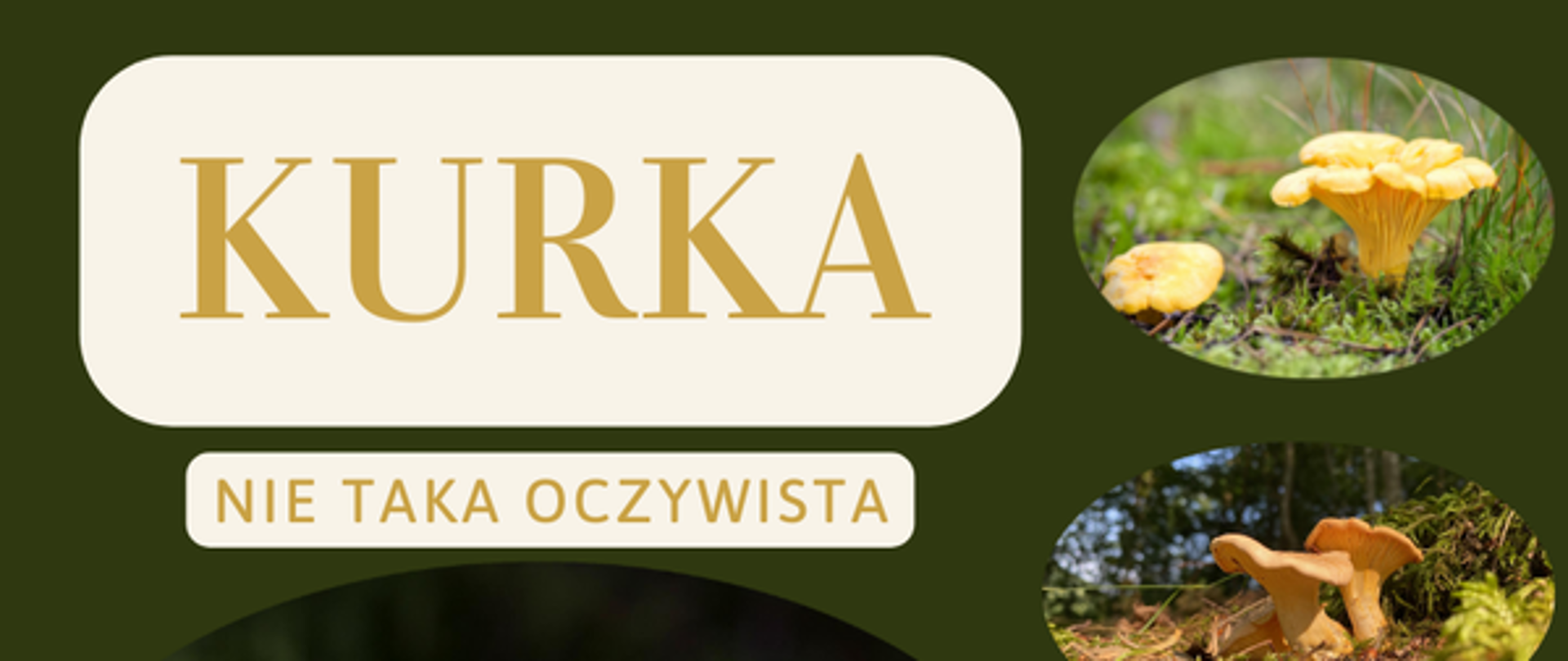 Kurka - nie taka oczywista